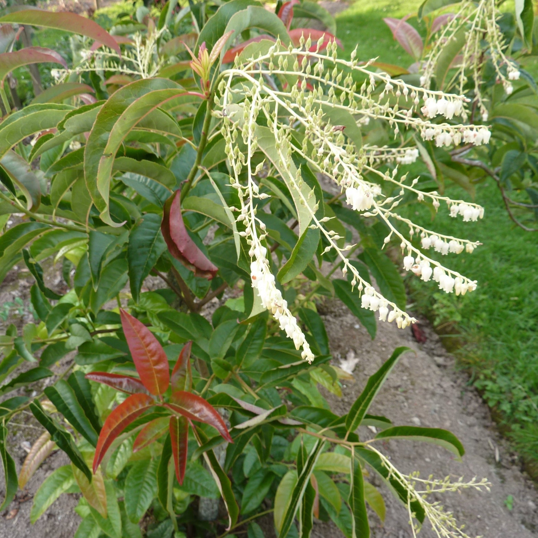 Oxydendron Arborea - Volume 4L / 40-60cm