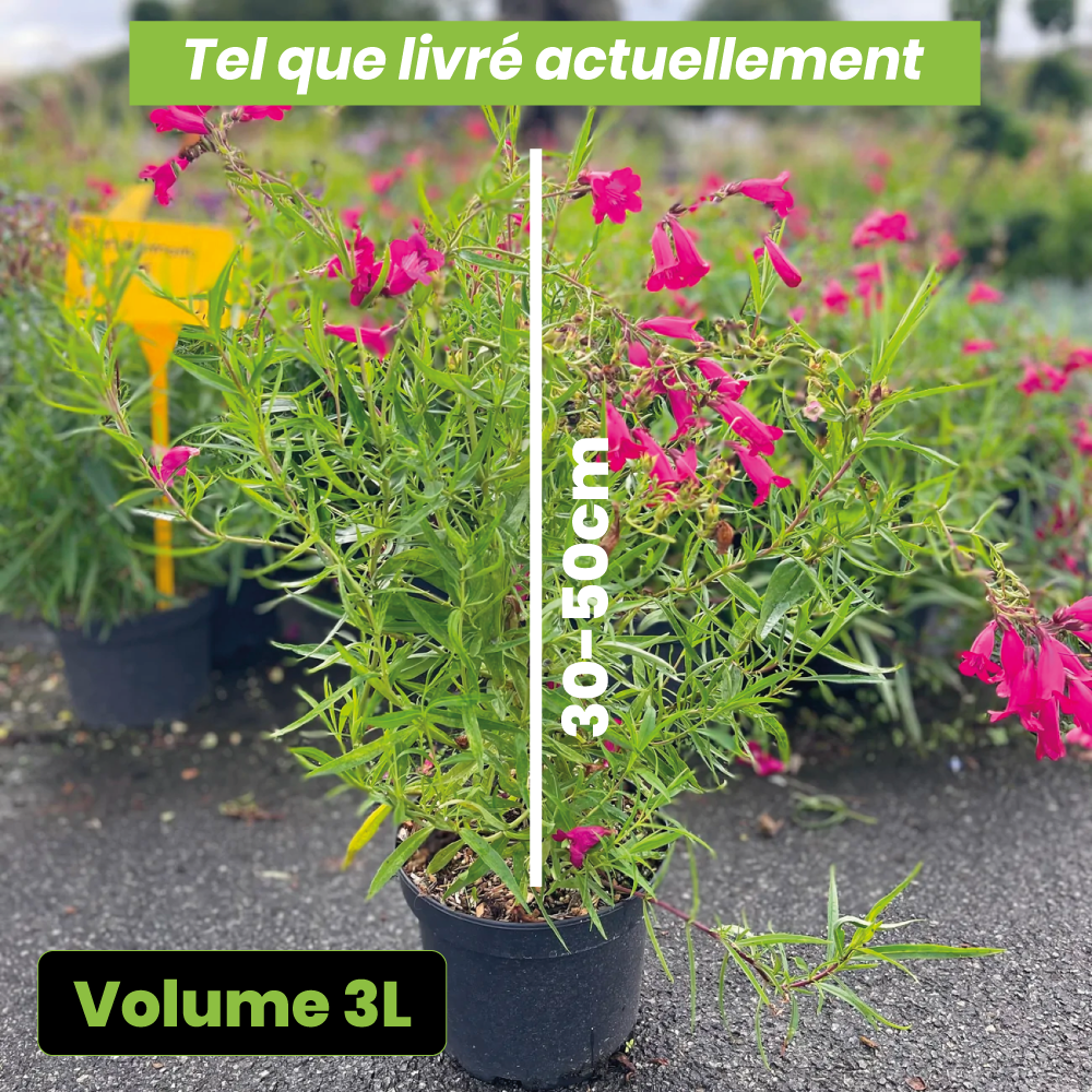 Penstemon garnet - Volume 3L / 30-50cm