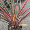 Phormium Rainbow Queen - Volume 3L / 40-60cm