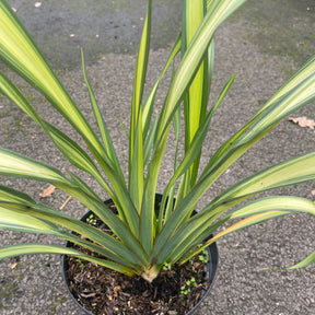 Phormium Yellow Wave