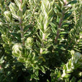 Phylica Arborea