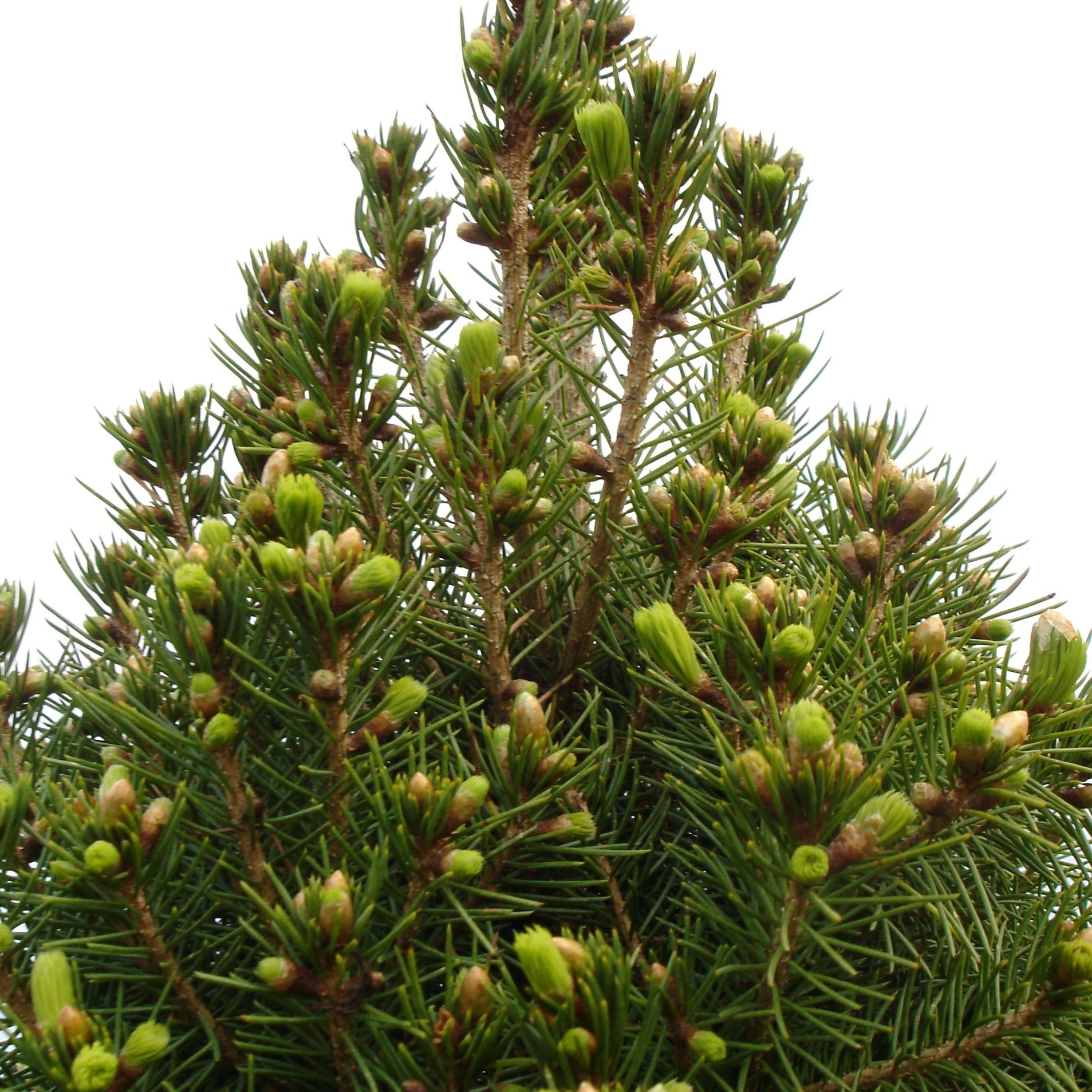 Picea Glauca Conica - Volume 3L / 30-50cm