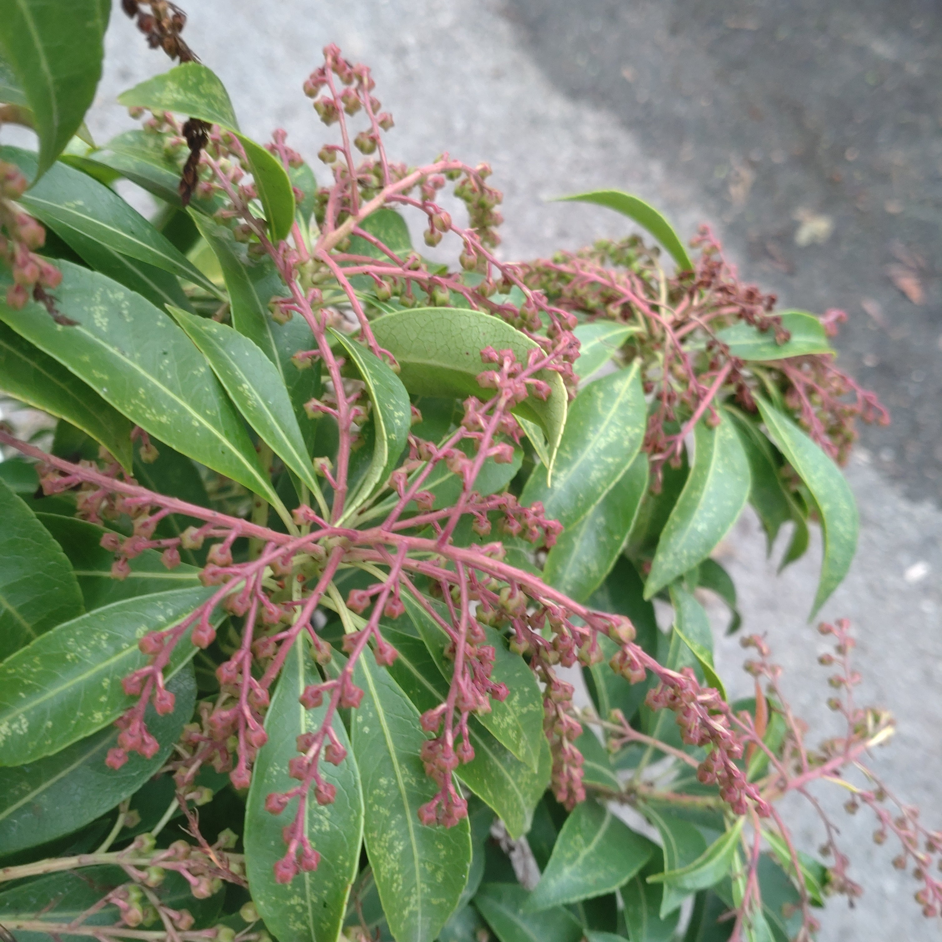 Pieris Japonica Shojo - Volume 3L / 30-50cm