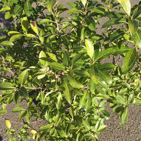 Pittosporum Heterophyllum Limelight