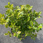 Pittosporum Tenuifolium Cap Sizun