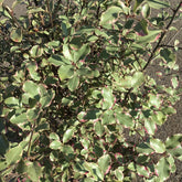 Pittosporum Tenuifolium Victoria