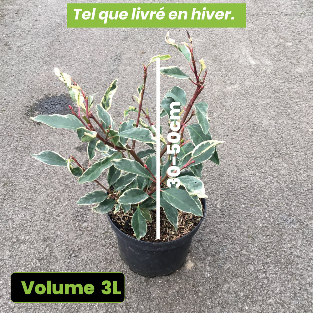 Laurier du Portugal panaché - Prunus lusitanica Variegata - Volume 3L / 30-50cm