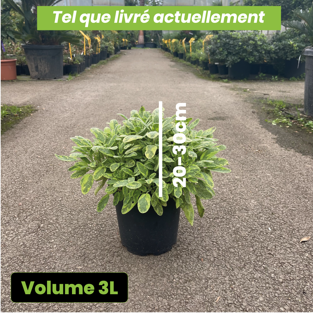 Salvia Officinalis Aurea - Volume 3L / 20-30cm