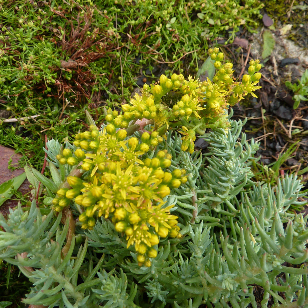 Sedum Reflexum Angelina - Orpin des rochers