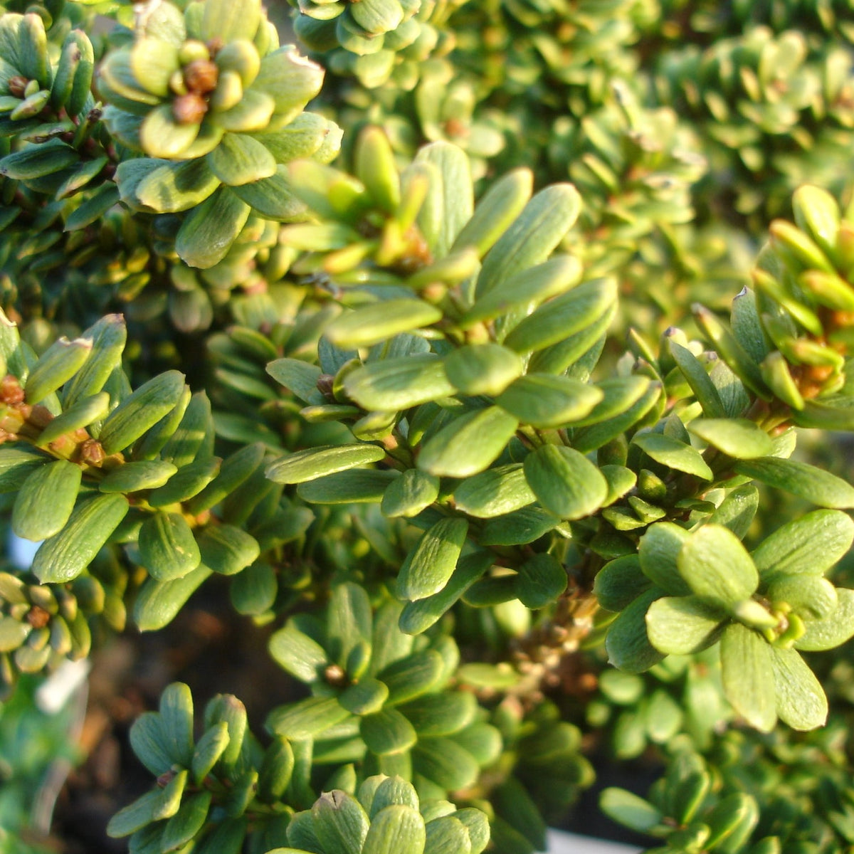 Taxus baccata
