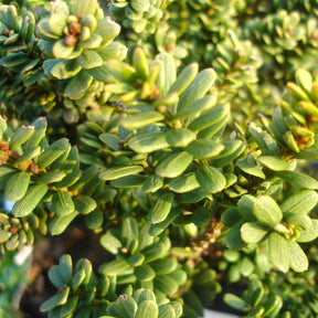 Taxus baccata