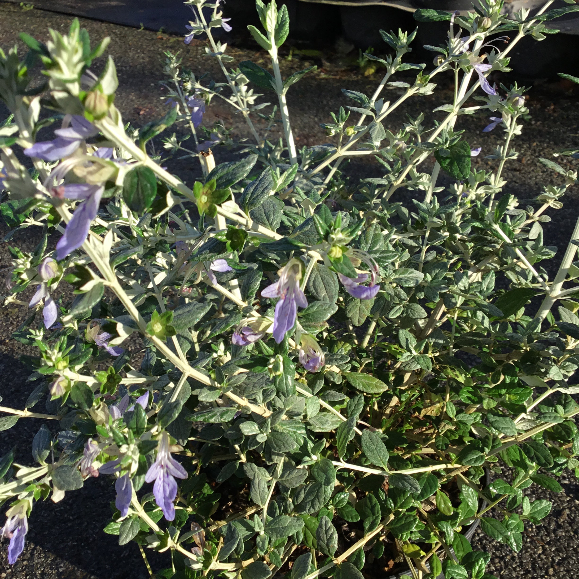 Teucrium Fruticans - Germandrée arbustive - Volume 3L / 40-60cm