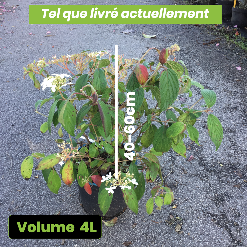 Viburnum Plicatum Watanabe - Volume 4L