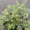 Westringia Fruticosa Morninglight - Volume 3L / 20-40cm