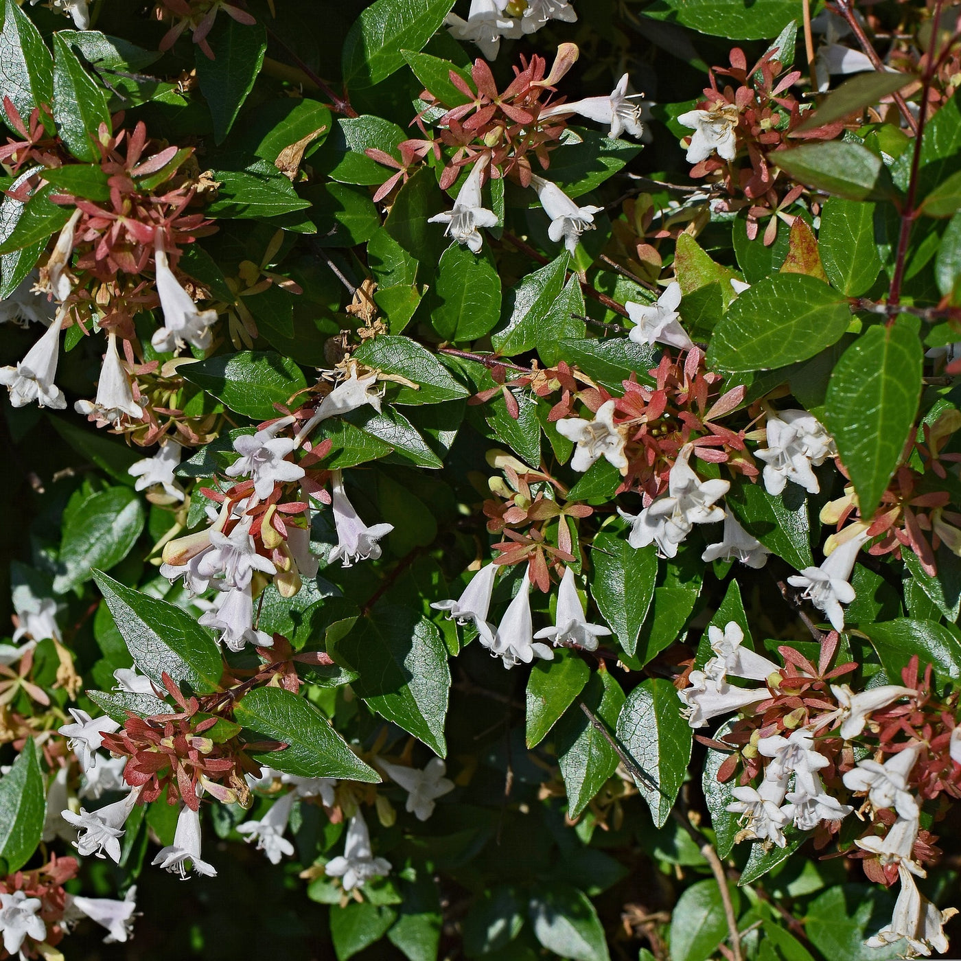 Arbuste - Abelia grandiflora - La Pépinière de Penhouët