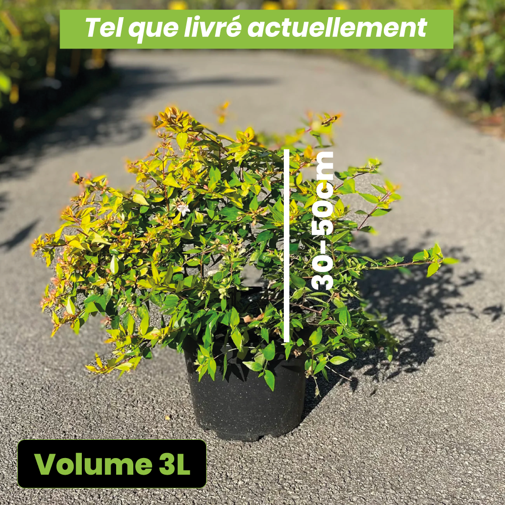 Abelia x grandiflora gold spot - Volume 3L / 30-50cm