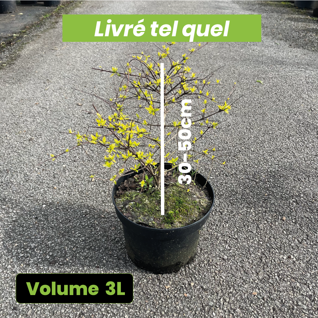 Abelia Grandiflora "Francis Mason" - Volume 3L / 30-50cm