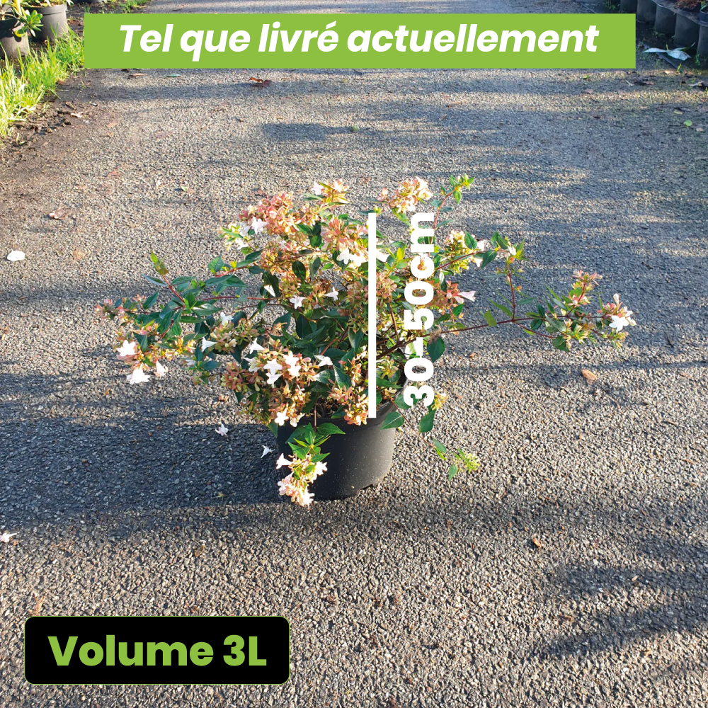 Abelia grandiflora - Volume 3L / 30-50cm
