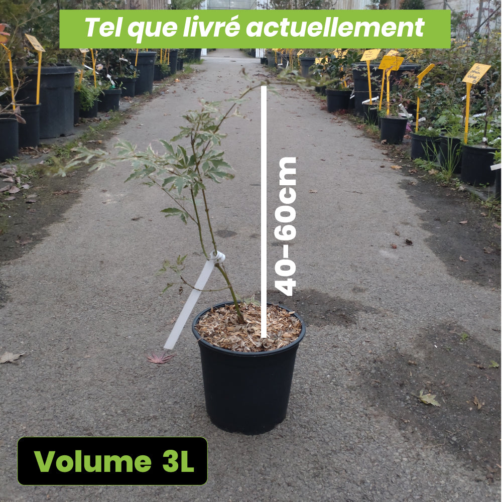 Acer palmatum Butterfly - Volume 3L / 40-60cm