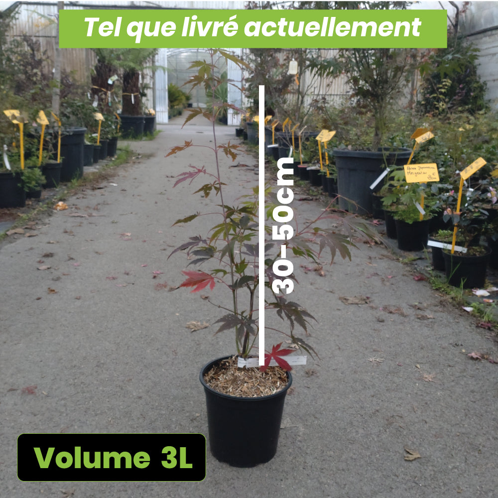 Acer palmatum Nicholsonii - Volume 3L / 30-50cm