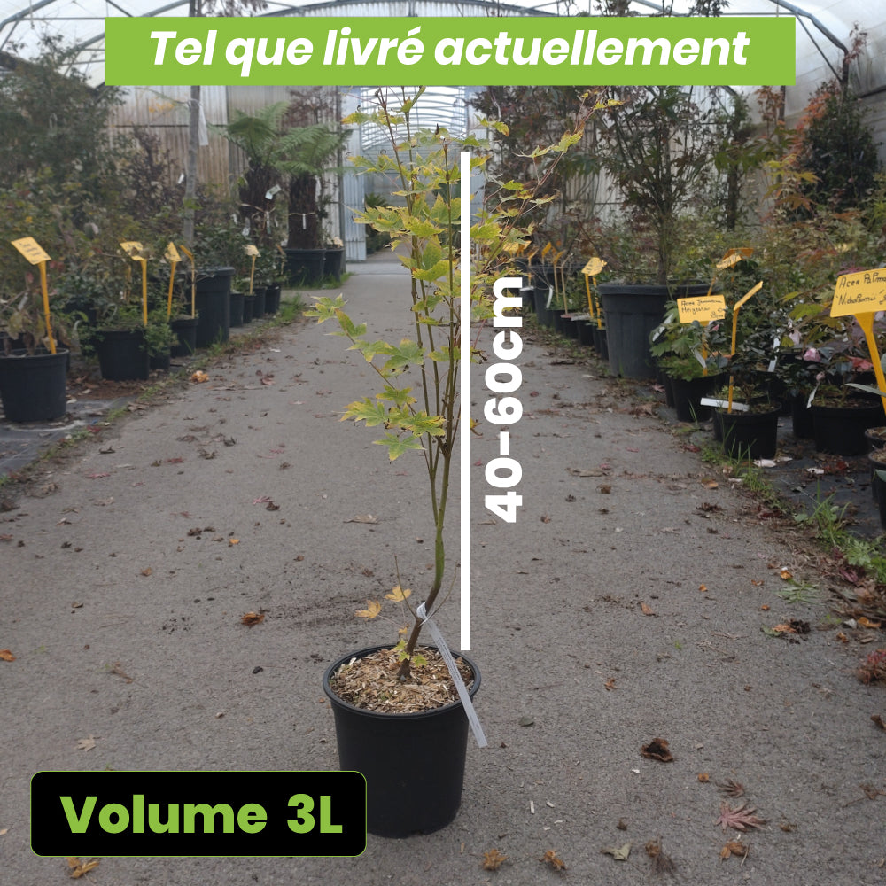 Acer Palmatum SangoKaku - Volume 3L / 40-60cm