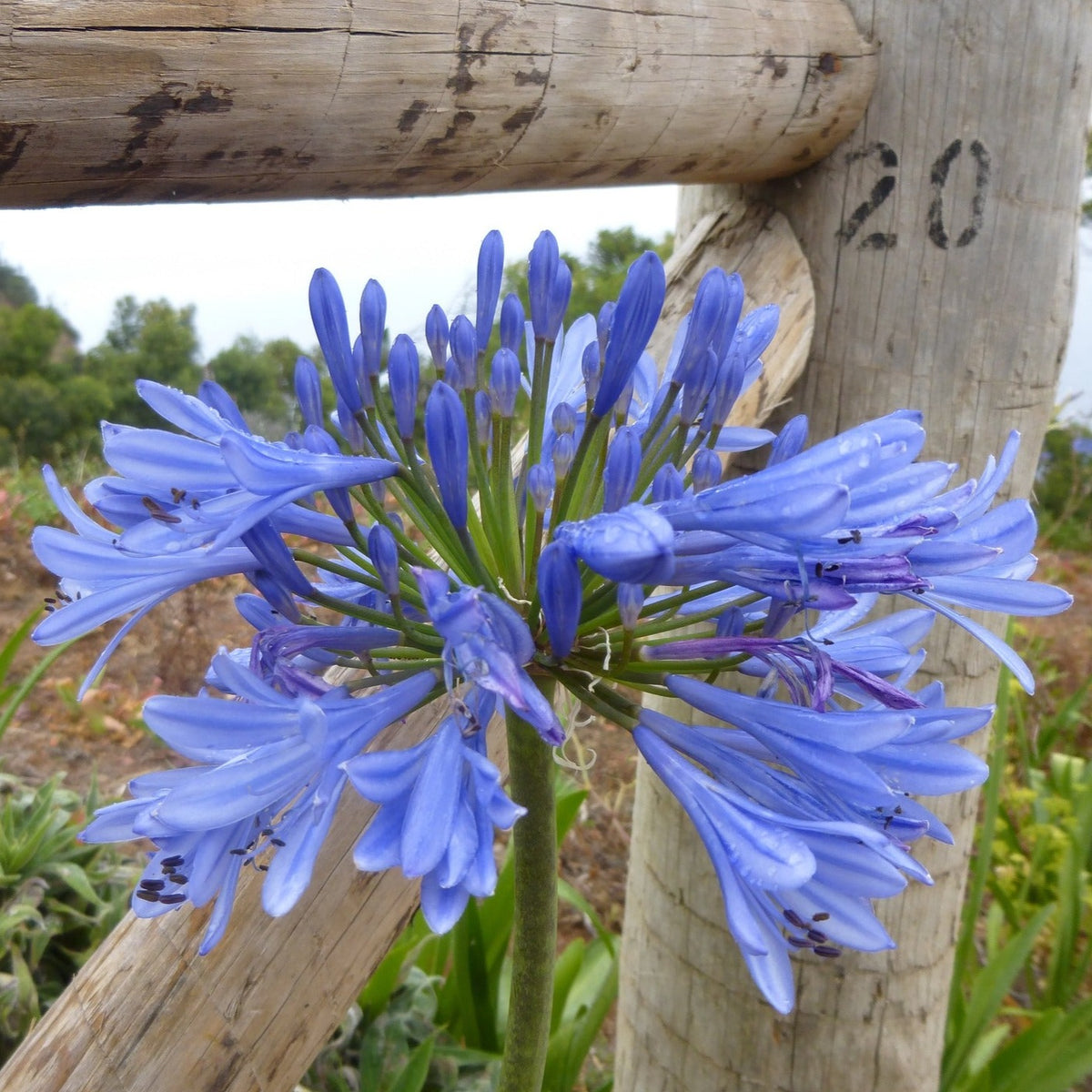 Agapanthus Inapertus Cascade Crystal