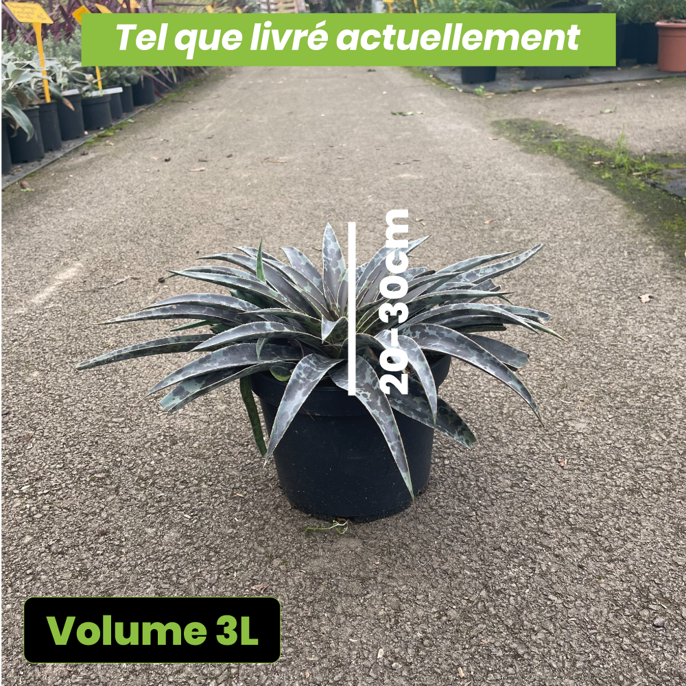 Agave Manfredi Moonglow