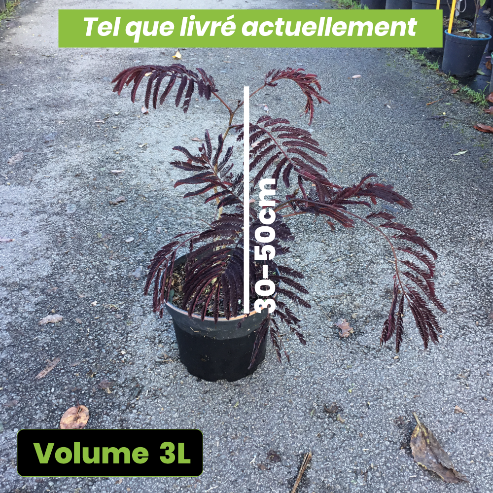 Arbre à Soie - Albizia Julibrissin Summer Chocolate - Volume 3L / 30-50cm