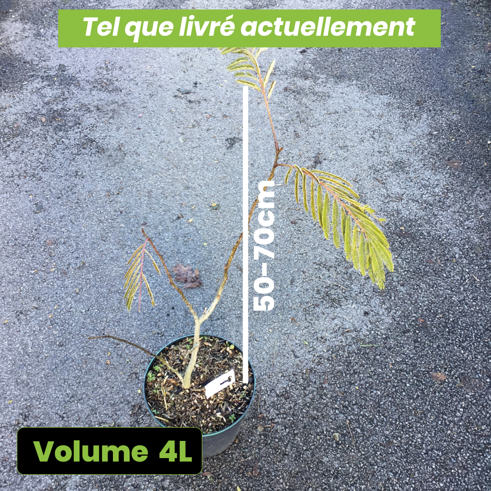 Arbre à soie - Albizia Julibrissin ombrella - Volume 3L / 30-50cm