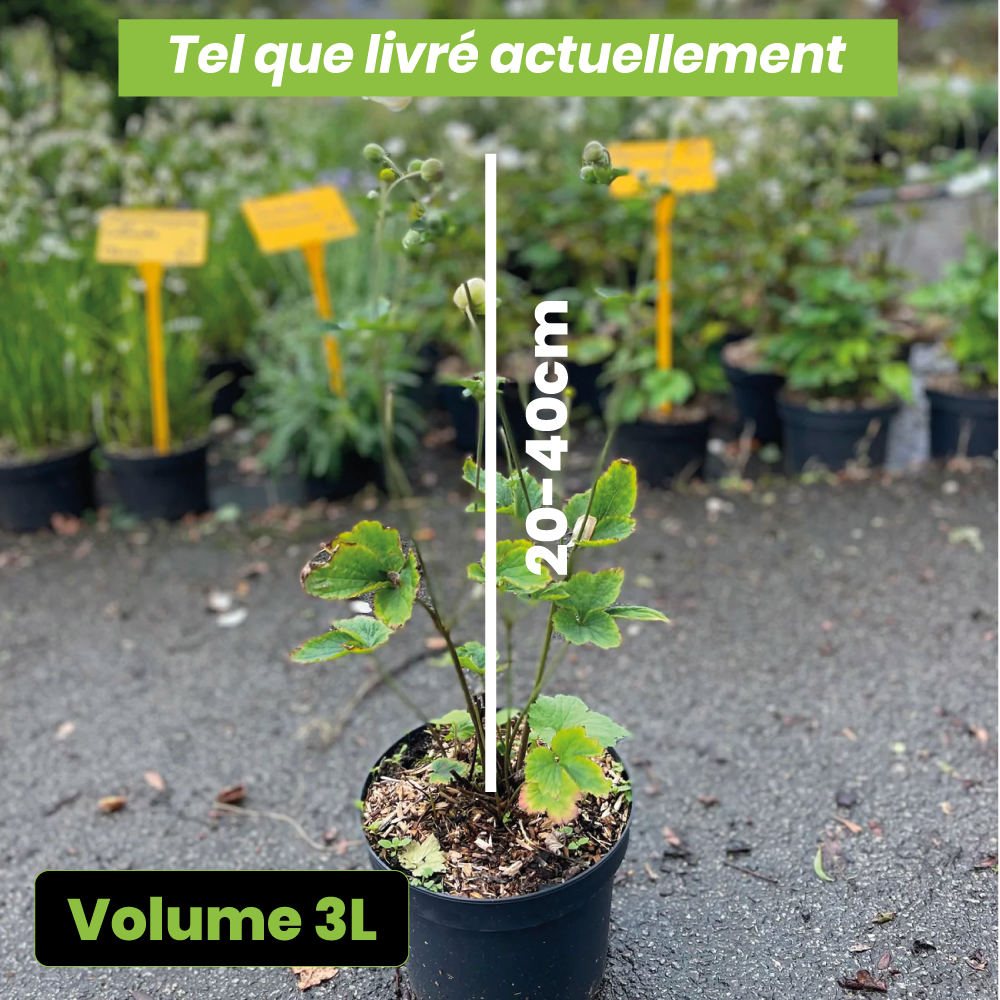 Anemone x Hybrida honorine jobert - Volume 3L / 20-40cm