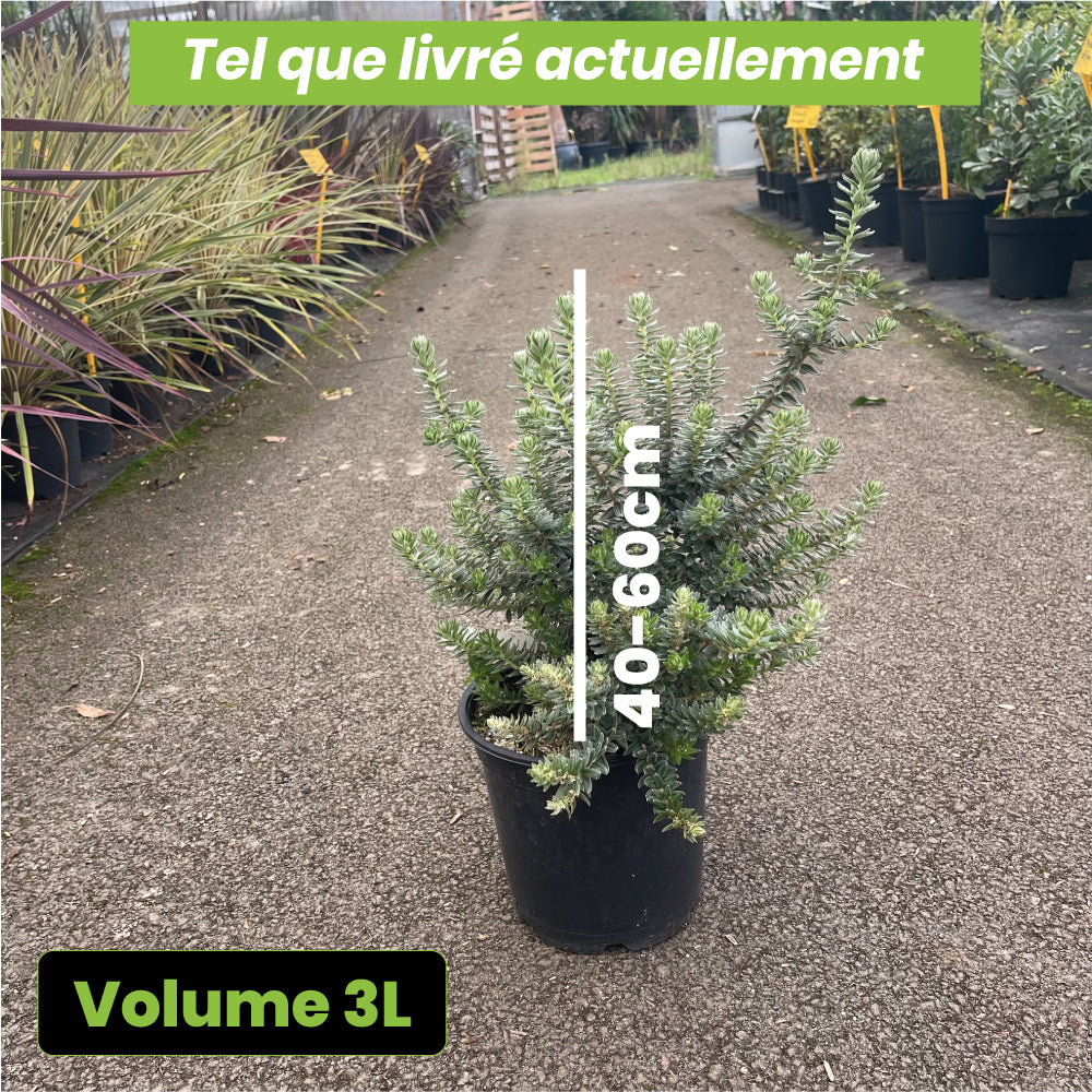 Phylica Arborea - Volume 3L / 40-60cm