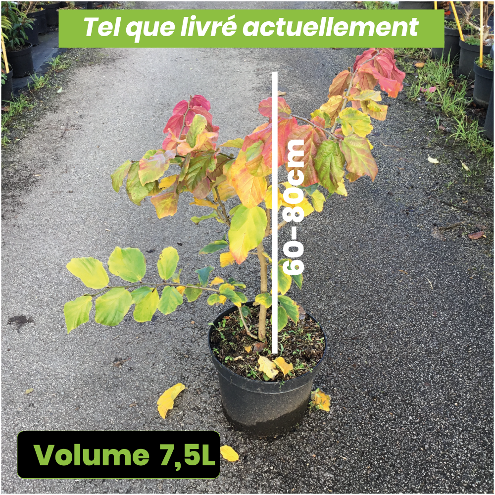 Parrotia Persica - Arbre de fer - Volume 7.5L / 60-80cm