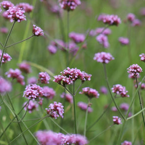 Verbena bonariensis lollipop