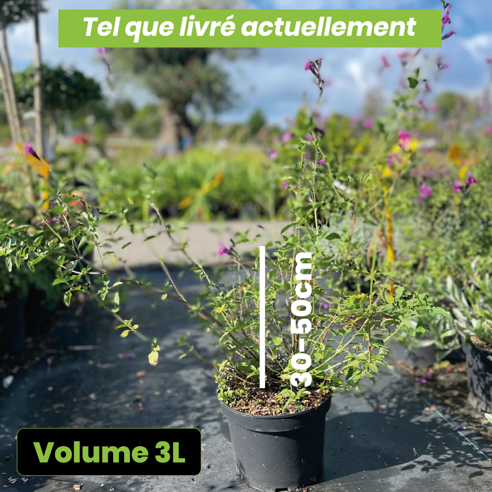 Salvia greggii arctic blaze - Volume 3L / 30-50cm