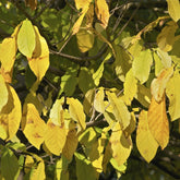 Asimina Triloba (Paw-Paw)