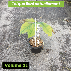 Asimina Triloba (Paw-Paw)