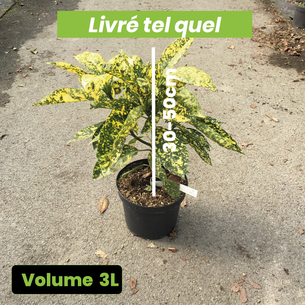 Aucuba Japonica Crotonifolia - Volume 3L / 30-50cm