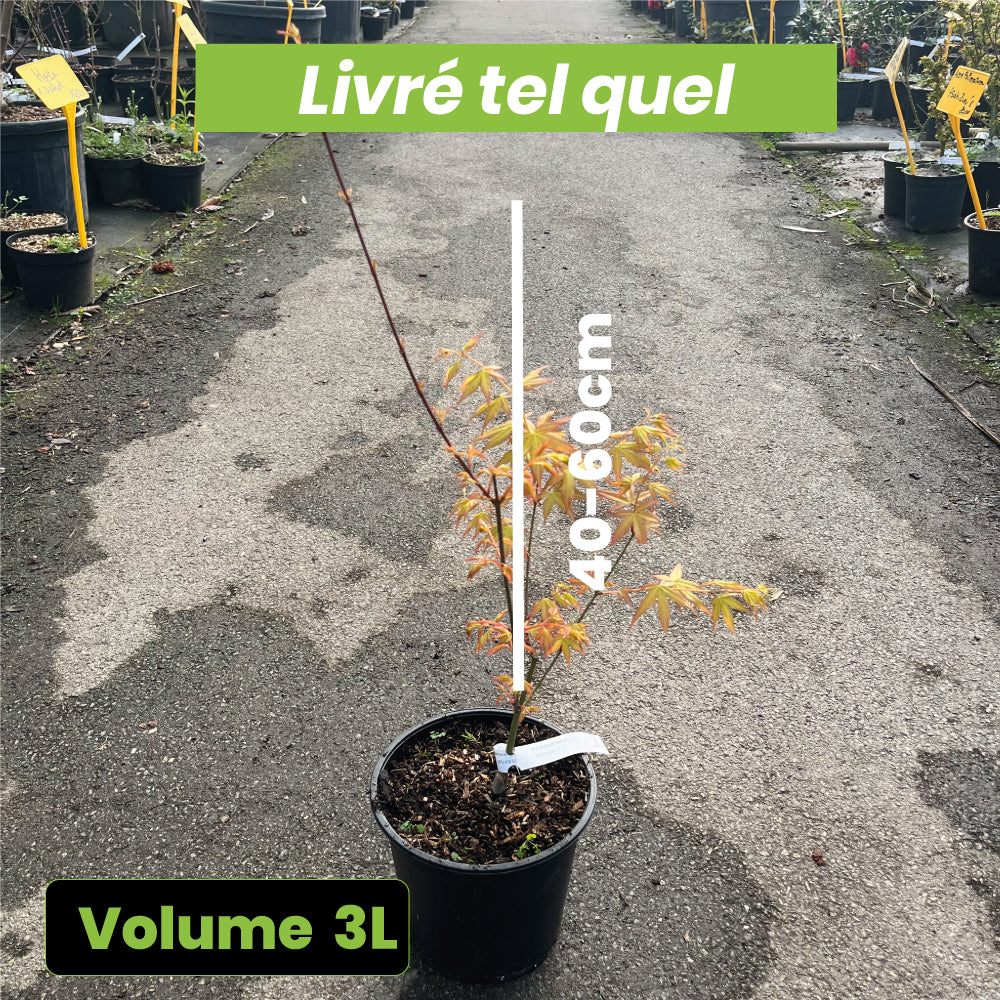 Acer palmatum "Aureum" - Volume 3L / 40-60cm