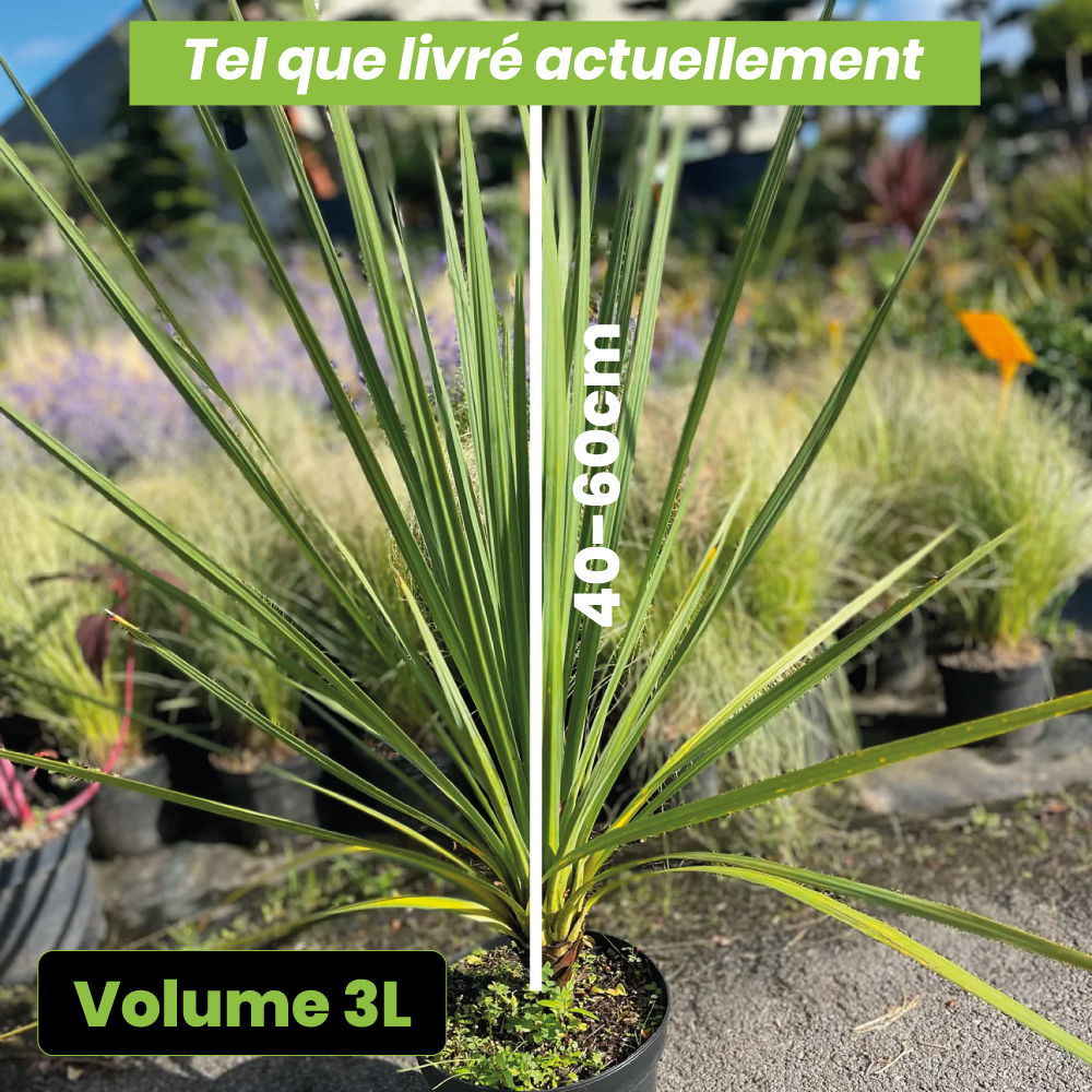 Cordyline australis - Volume 3L / 40-60cm