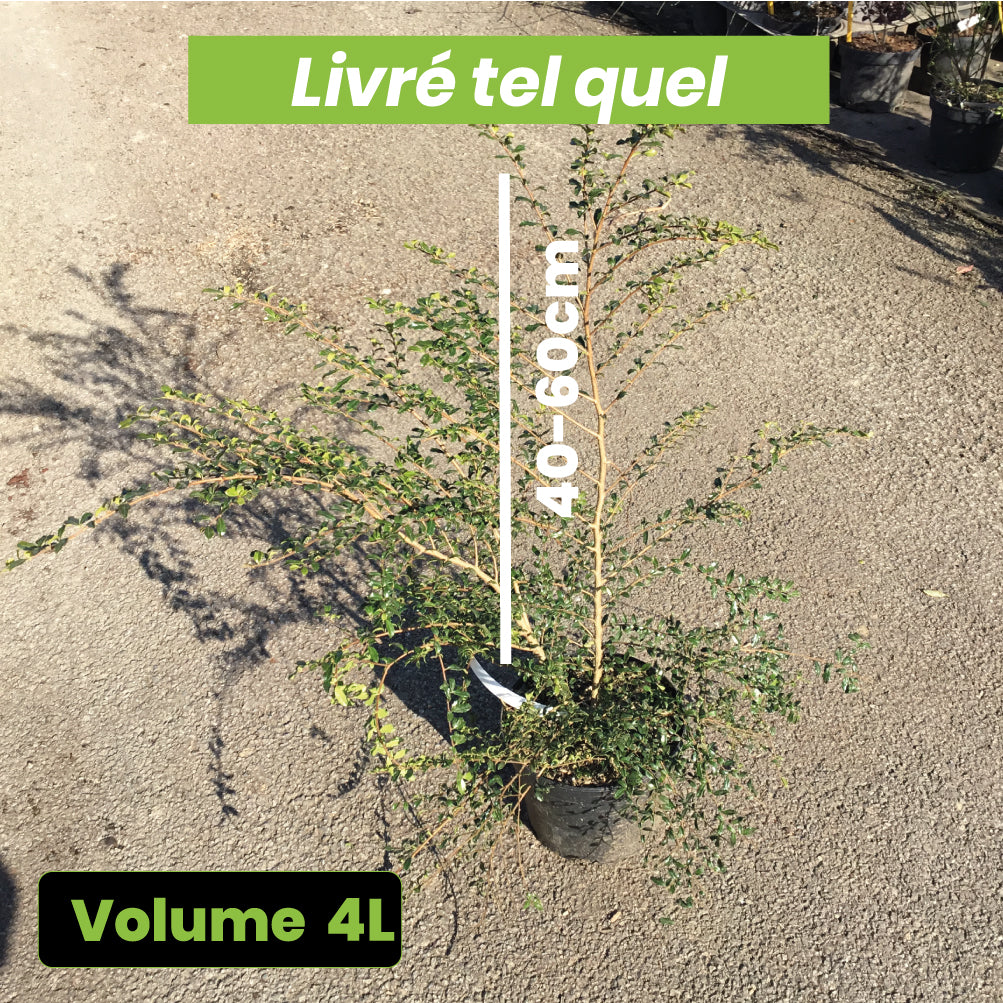 Azara Microphylla - Mimosa du Chili - Volume 4L / 30-40cm
