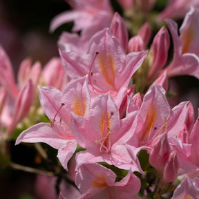 Azalea Japonica Blaauw's Pink