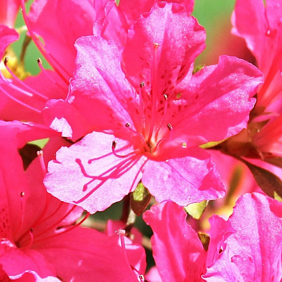 Azalea Japonica Encore Carnival - Volume 3L / 30-40cm