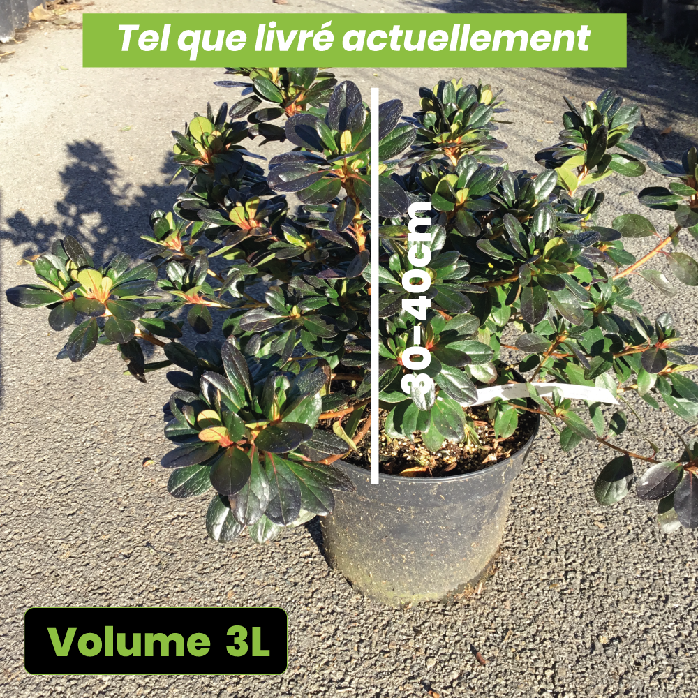 Azalea Japonica Fête des Mères - Volume 3L / 30-40cm