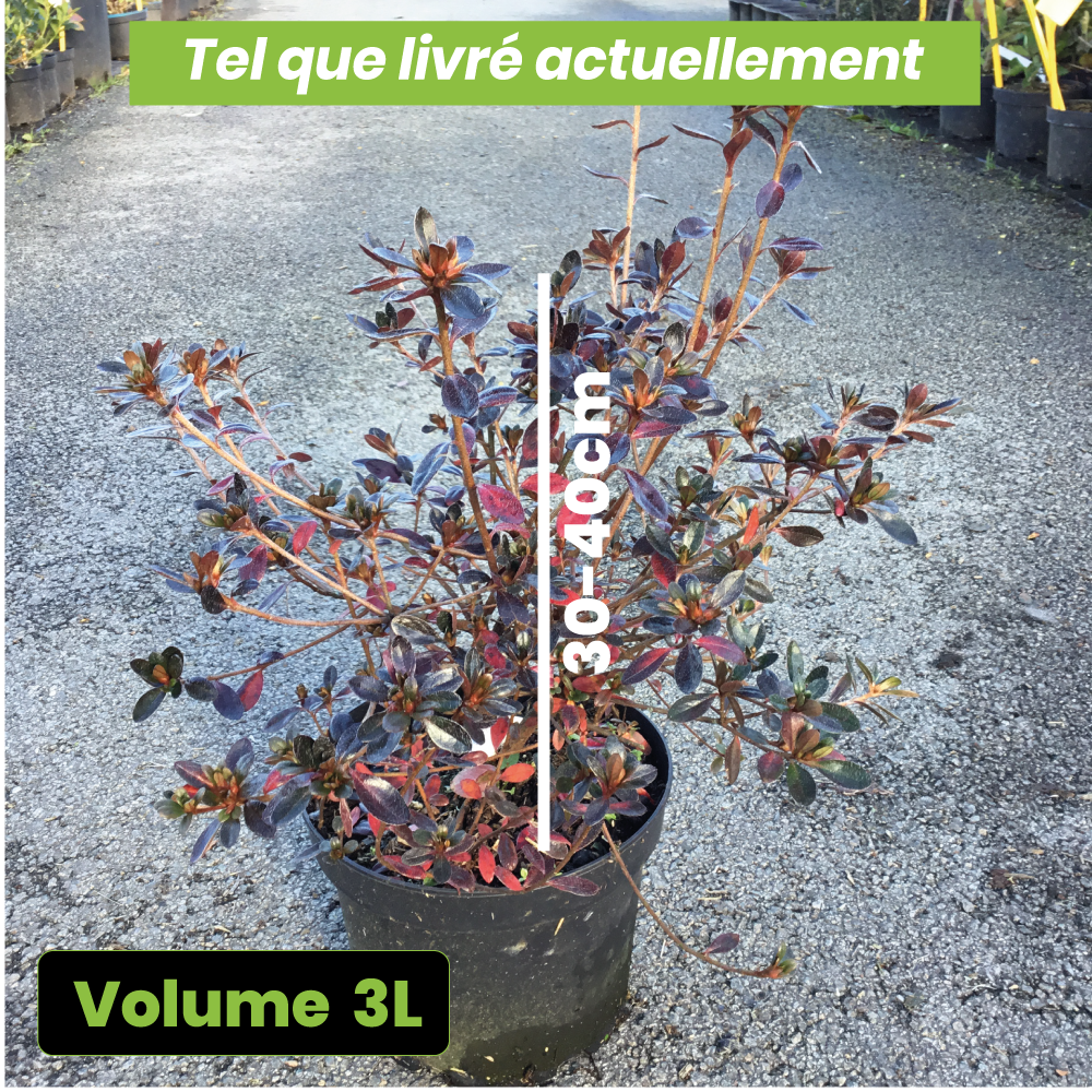Azalea Japonica Amoena - Volume 3L / 30-40cm