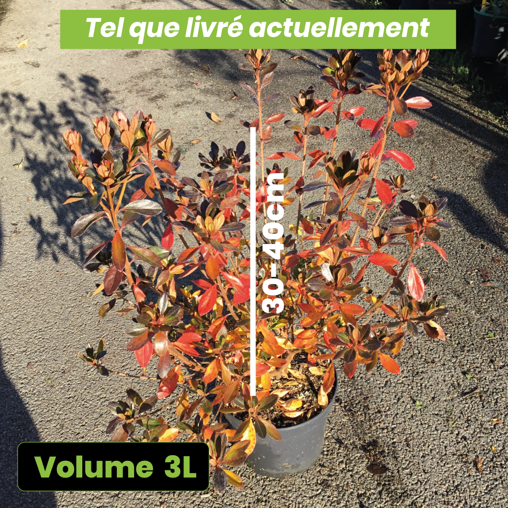 Azalea Japonica Blaauw's Pink - Volume 3L / 30-40cm