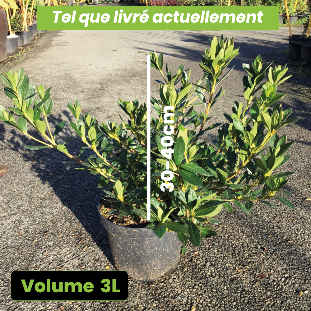 Azalea Japonica Rosa King - Volume 3L / 30-40cm