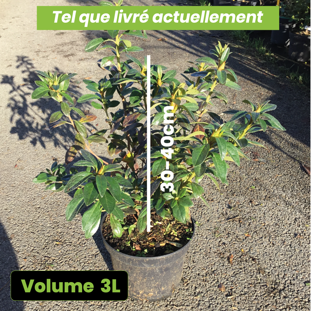 Azalea Japonica Ben Morrison - Volume 3L / 30-40cm
