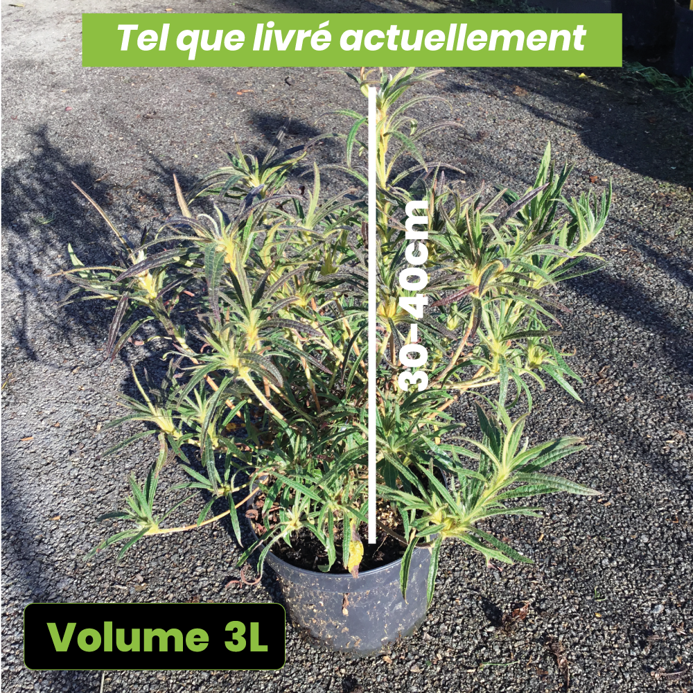 Azalea Japonica Linearifolium - Volume 3L / 30-40cm