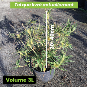 Azalea Japonica Linearifolium