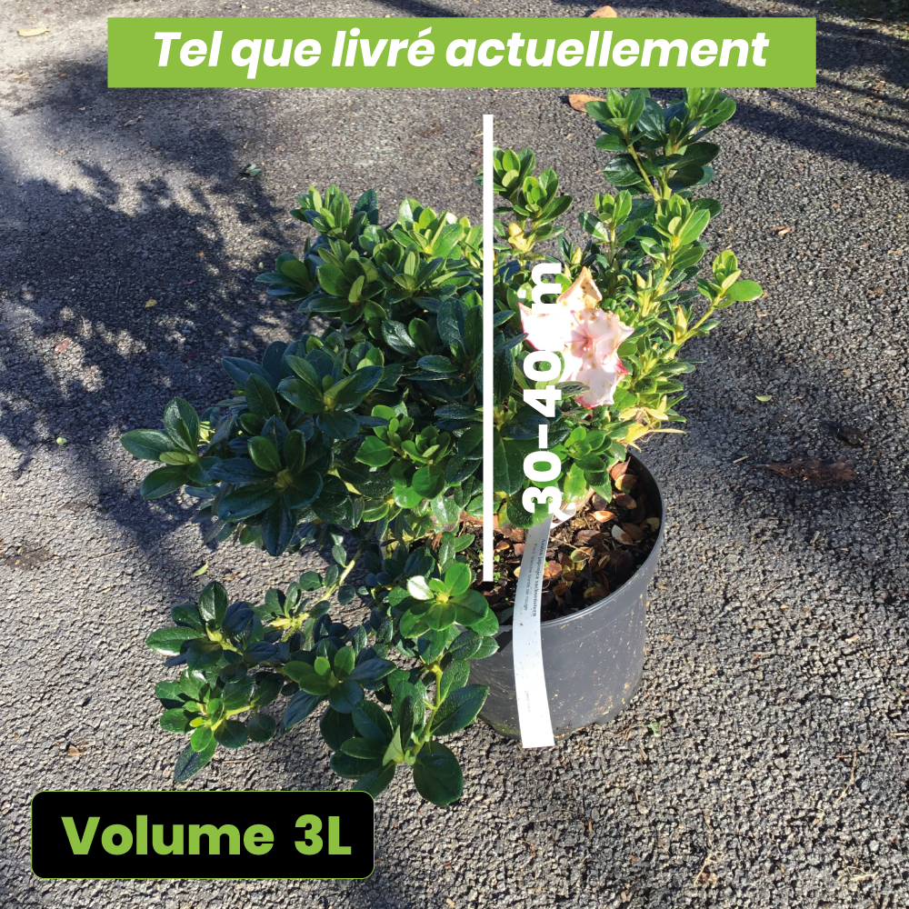 Azalea Japonica Sachsenstern - Volume 3L / 30-40cm